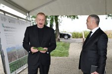 Prezident İlham Əliyev Xocalının Daşbulaq kəndində tut bağında görülmüş işlərlə tanış olub (FOTO)