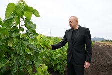 Prezident İlham Əliyev Xocalının Daşbulaq kəndində tut bağında görülmüş işlərlə tanış olub (FOTO)