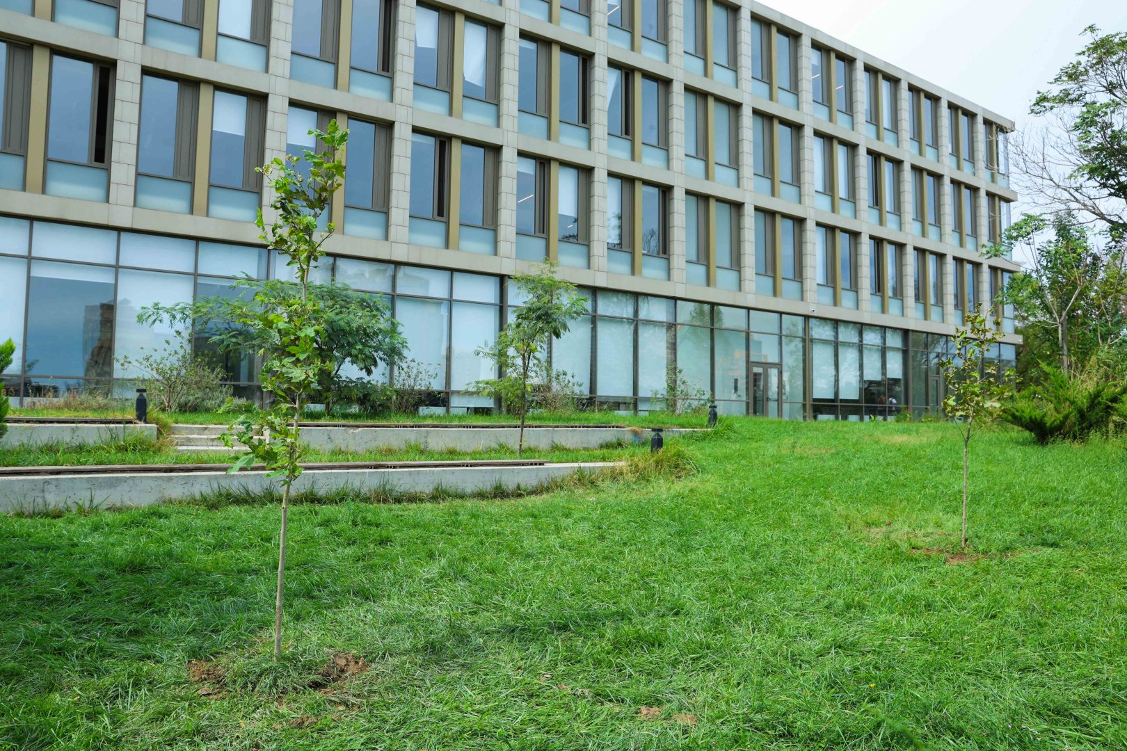 UNEC-də kök salan şəhidlər: Onların xatirəsi Xan çinarla əbədiləşdirildi (FOTO/VİDEO)