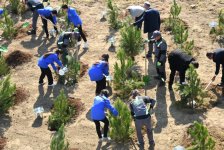 Bakıda növbəti ağacəkmə aksiyası keçirilib (FOTO)