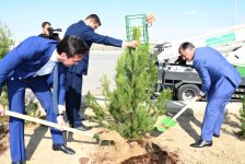 Bakıda növbəti ağacəkmə aksiyası keçirilib (FOTO)