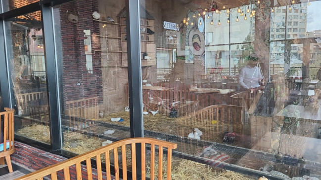 Məşhur restoranda heyvanların qanunsuz saxlanıldığı aşkar olunub (FOTO)