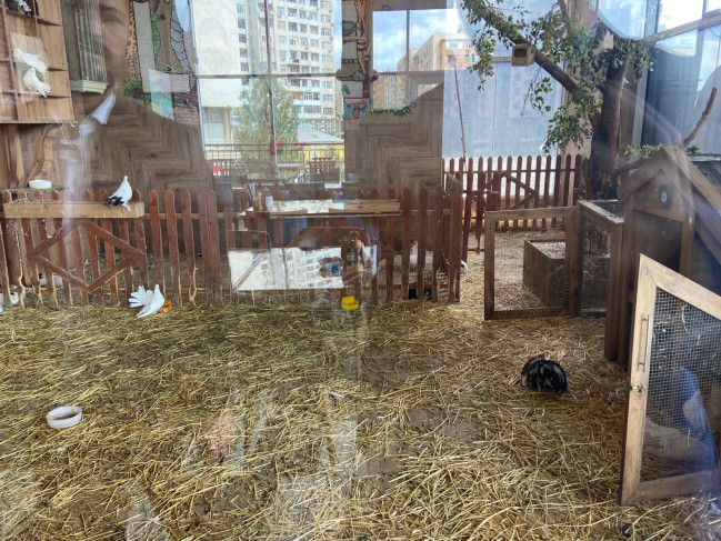 Məşhur restoranda heyvanların qanunsuz saxlanıldığı aşkar olunub (FOTO)