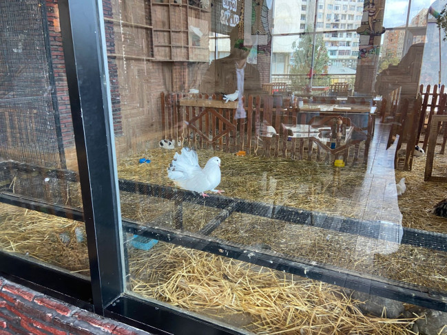 Məşhur restoranda heyvanların qanunsuz saxlanıldığı aşkar olunub (FOTO)