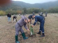Anım Günü ilə əlaqədar meşə fondu ərazilərində ağacəkmə aksiyaları keçirilib (FOTO)