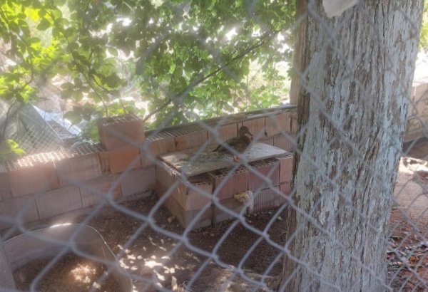 “Sərin” və “Göygöl” restoranlarında vəhşi heyvan və quşların saxlanılması aşkarlanıb (FOTO)