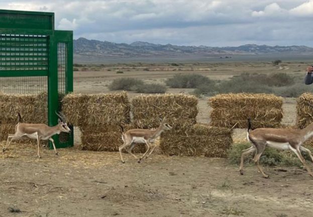Axar-Baxar Milli Parkının Acınohur çölünə 11 baş ceyran buraxılıb (FOTO)