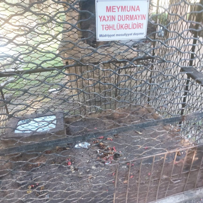 “Sərin” və “Göygöl” restoranlarında vəhşi heyvan və quşların saxlanılması aşkarlanıb (FOTO)