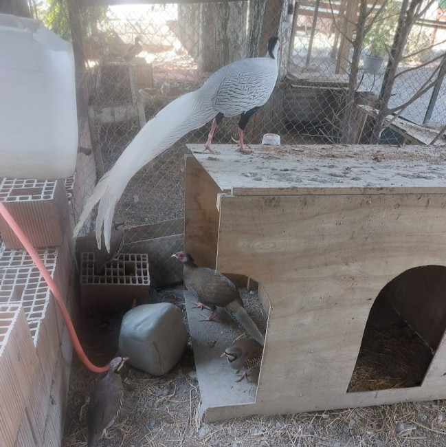 “Sərin” və “Göygöl” restoranlarında vəhşi heyvan və quşların saxlanılması aşkarlanıb (FOTO)