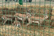 Axar-Baxar Milli Parkının Acınohur çölünə 11 baş ceyran buraxılıb (FOTO)