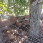 “Sərin” və “Göygöl” restoranlarında vəhşi heyvan və quşların saxlanılması aşkarlanıb (FOTO)