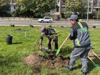 Bakıda növbəti təmizlik işləri aparılıb, yaşıllıqlara qulluq göstərilib (FOTO)