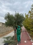 Bakıda növbəti təmizlik işləri aparılıb, yaşıllıqlara qulluq göstərilib (FOTO)