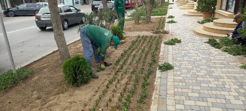 Bakıda növbəti təmizlik işləri aparılıb, yaşıllıqlara qulluq göstərilib (FOTO)