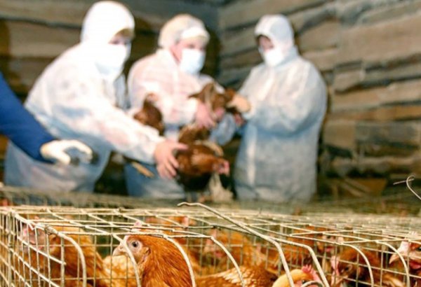 Epizootik vəziyyətlə bağlı bəzi məhdudiyyətlər tətbiq olunub - AQTA