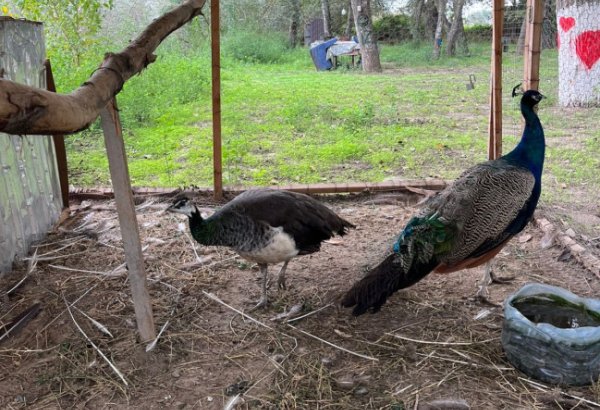 Sabirabadda restoranda qanunsuz saxlanılan quşlar aşkarlanıb (FOTO)