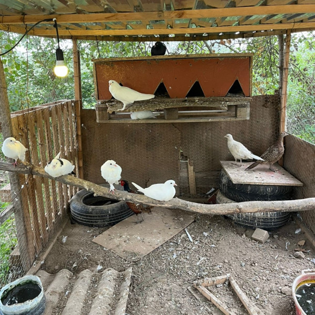 Sabirabadda restoranda qanunsuz saxlanılan quşlar aşkarlanıb (FOTO)