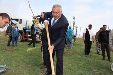 Xocalının Ballıca kəndində badam ağacları əkilib - FOTO