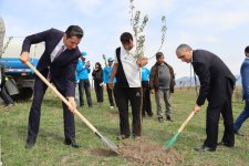 Xocalının Ballıca kəndində badam ağacları əkilib - FOTO