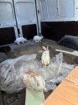 “Kolorit” kafesində nəzarətsiz saxlanılan heyvanlar aidiyyəti üzrə təhvil verilib (FOTO)