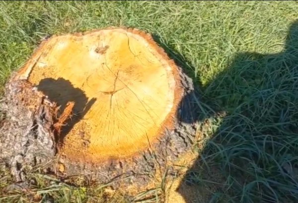 Yaşıllıqların qanunsuz kəsilməsi faktları aşkarlanıb