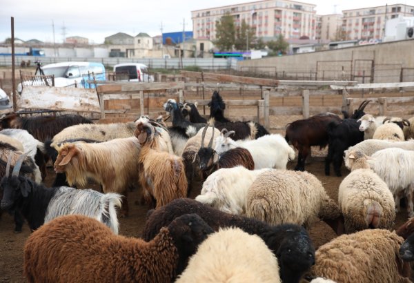Dələduzluqla vətəndaşların mal-qarasını ələ keçirən şəxs həbs olundu