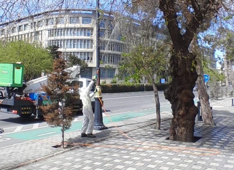 Paytaxtda Ağ Amerika kəpənəklərinə qarşı profilaktika işləri aparılır (FOTO)