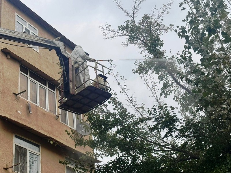 Paytaxtda Ağ Amerika kəpənəklərinə qarşı profilaktika işləri aparılır (FOTO)