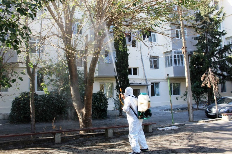 Paytaxtda Ağ Amerika kəpənəklərinə qarşı profilaktika işləri aparılır (FOTO)