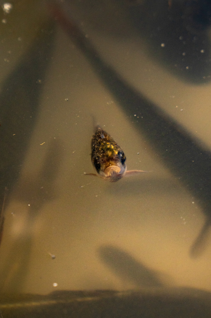 Heydər Əliyev Fondunun vitse-prezidenti Leyla Əliyeva və Bakı Media Mərkəzinin rəhbəri Arzu Əliyeva Qax rayonunda Axar-Baxar Milli Parkının açılış mərasimində iştirak ediblər (FOTO)