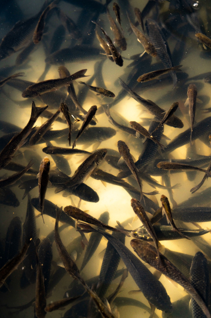 Heydər Əliyev Fondunun vitse-prezidenti Leyla Əliyeva və Bakı Media Mərkəzinin rəhbəri Arzu Əliyeva Qax rayonunda Axar-Baxar Milli Parkının açılış mərasimində iştirak ediblər (FOTO)