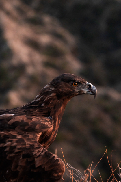 Heydər Əliyev Fondunun vitse-prezidenti Leyla Əliyeva və Bakı Media Mərkəzinin rəhbəri Arzu Əliyeva Qax rayonunda Axar-Baxar Milli Parkının açılış mərasimində iştirak ediblər (FOTO)