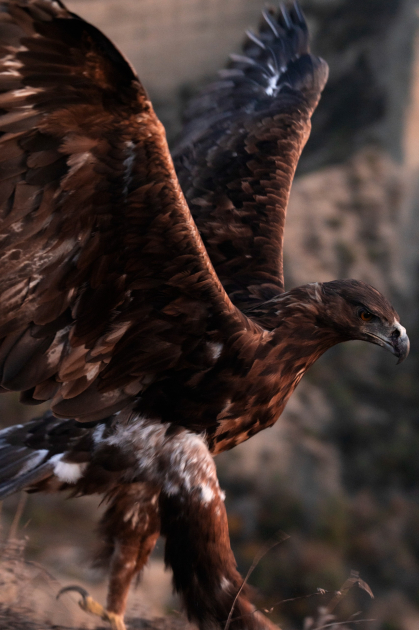 Heydər Əliyev Fondunun vitse-prezidenti Leyla Əliyeva və Bakı Media Mərkəzinin rəhbəri Arzu Əliyeva Qax rayonunda Axar-Baxar Milli Parkının açılış mərasimində iştirak ediblər (FOTO)