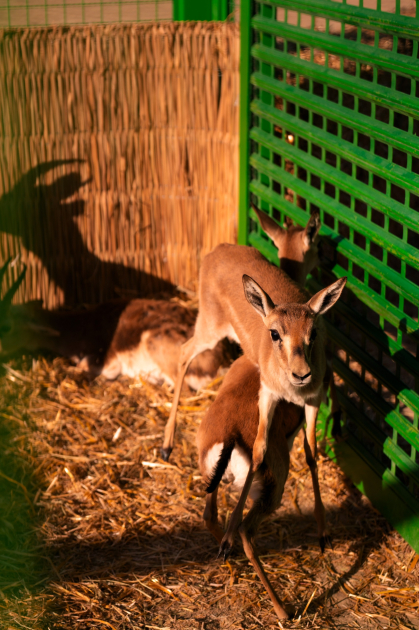 Heydər Əliyev Fondunun vitse-prezidenti Leyla Əliyeva və Bakı Media Mərkəzinin rəhbəri Arzu Əliyeva Qax rayonunda Axar-Baxar Milli Parkının açılış mərasimində iştirak ediblər (FOTO)