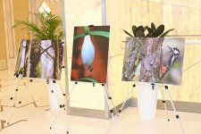 Leyla Əliyeva “Hirkan” sənədli filminin təqdimatında iştirak edib (FOTO)