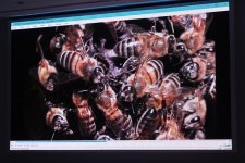 Leyla Əliyeva “Hirkan” sənədli filminin təqdimatında iştirak edib (FOTO)