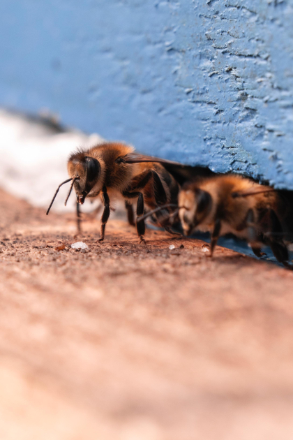 Heydər Əliyev Fondunun vitse-prezidenti Leyla Əliyeva Qəbələdə “Gənc arıçı” layihəsinin iştirakçısı ilə görüşüb (FOTO)