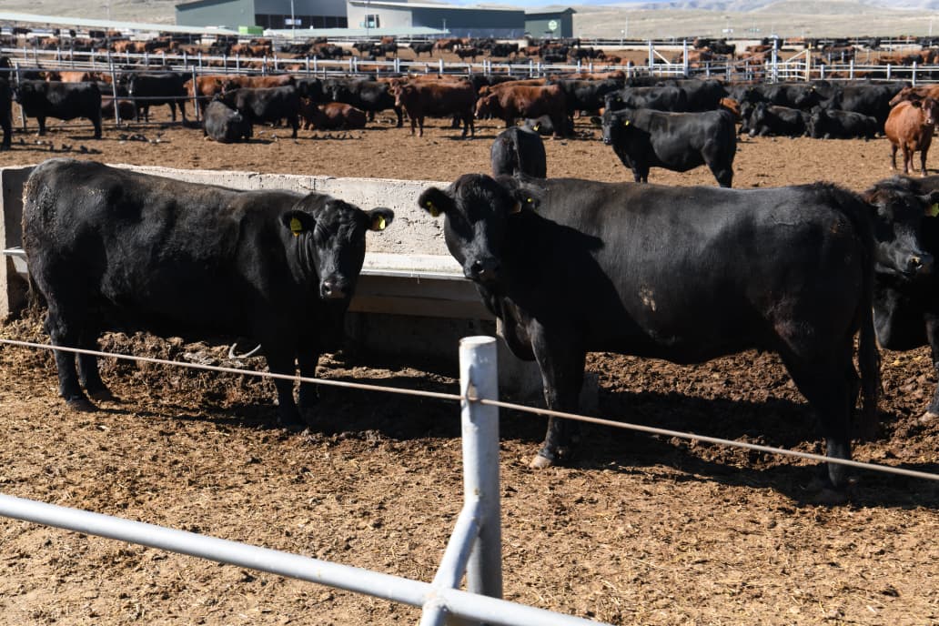 Azərbaycanda akkreditə olunmuş səfirliklərin, beynəlxalq təşkilatların rəhbər şəxsləri Həkəri dəmir yolu stansiyasına baxış keçiriblər (FOTO/VİDEO)