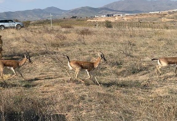 Cəbrayıl rayonu ərazisinə 7 baş ceyran buraxılıb (FOTO)