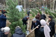 Abşeronda Zəfər Günü ilə əlaqədar ağacəkmə aksiyası keçirilib (FOTO)