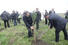 Xaçmazda Zəfər Günü münasibətilə kütləvi ağacəkmə aksiyası keçirilib (FOTO)