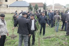Xaçmazda Zəfər Günü münasibətilə kütləvi ağacəkmə aksiyası keçirilib (FOTO)