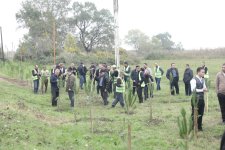 Xaçmazda Zəfər Günü münasibətilə kütləvi ağacəkmə aksiyası keçirilib (FOTO)