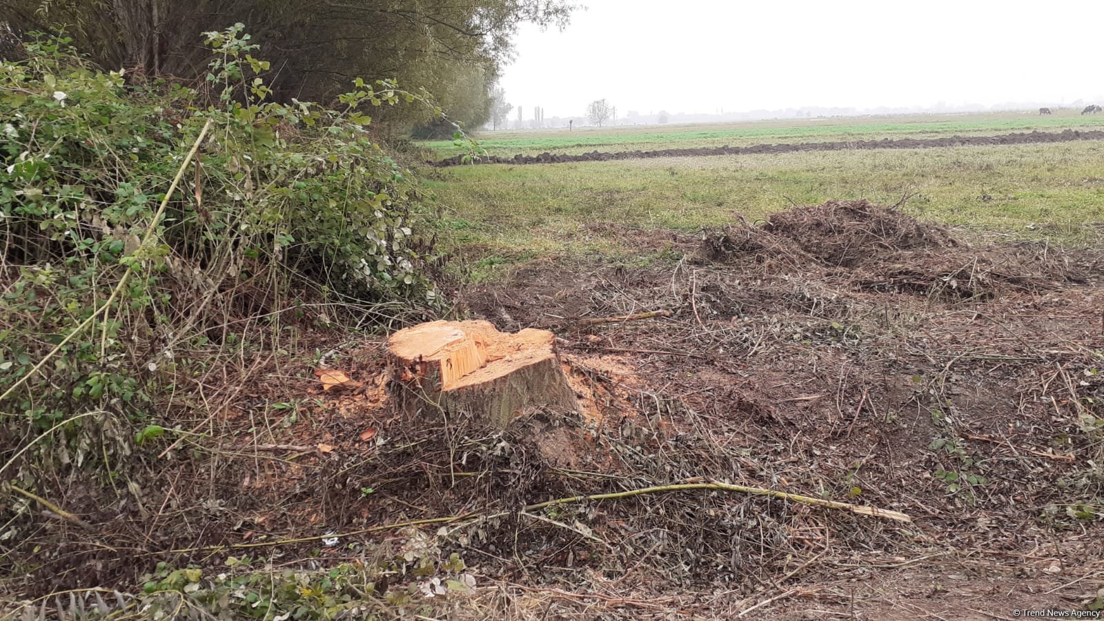 Zərdabda sağlam söyüd ağaclarını kəsən şəxs saxlanılıb