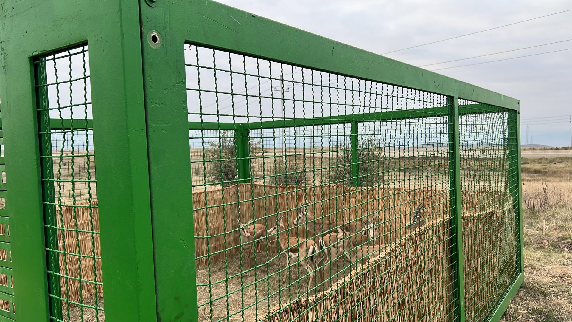 Cəbrayıl rayonu ərazisinə 7 baş ceyran buraxılıb (FOTO)