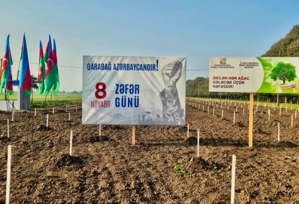 Zəfər Günü ilə əlaqədar meşə fondu torpaqlarında 30 mindən artıq ağac əkilib (FOTO)
