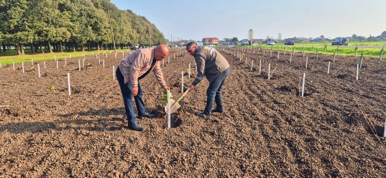Zəfər Günü ilə əlaqədar meşə fondu torpaqlarında 30 mindən artıq ağac əkilib (FOTO)