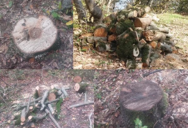 Cəlilabadda ağackəsilmə faktı ilə bağlı araşdırma aparılır