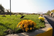 Heyvan bazarları yenidən qurulur - AQTA (FOTO)