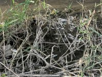 Samur–Abşeron suvarma kanalında balıqların tələfi araşdırılır - RƏSMİ (FOTO)